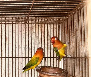 2 Pair Love Birds, 1 Pair Java, 3-Layer Cage for Sale