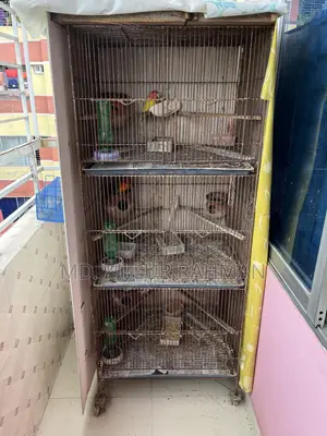 2 Pair Love Birds, 1 Pair Java, 3-Layer Cage for Sale