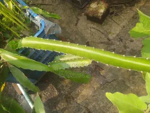 Red Dragon fruit saplings grown under personal supervision