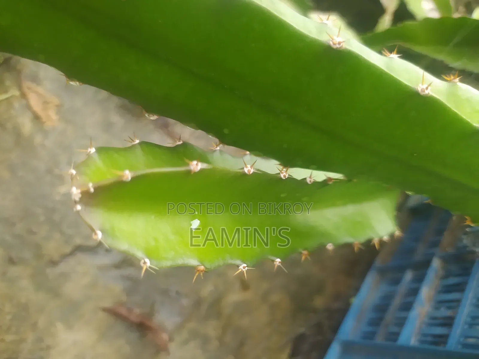 Red Dragon fruit saplings grown under personal supervision