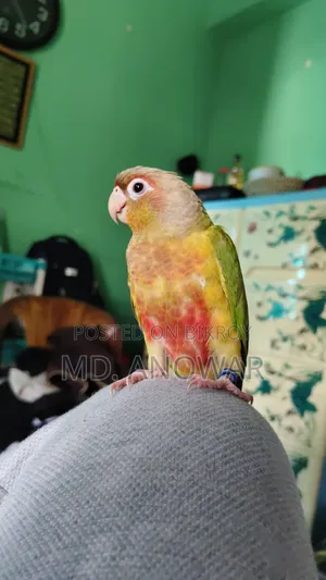 Fine Appal Dabol Paktoe Birds