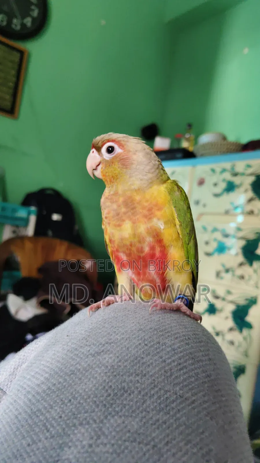 Fine Appal Dabol Paktoe Birds