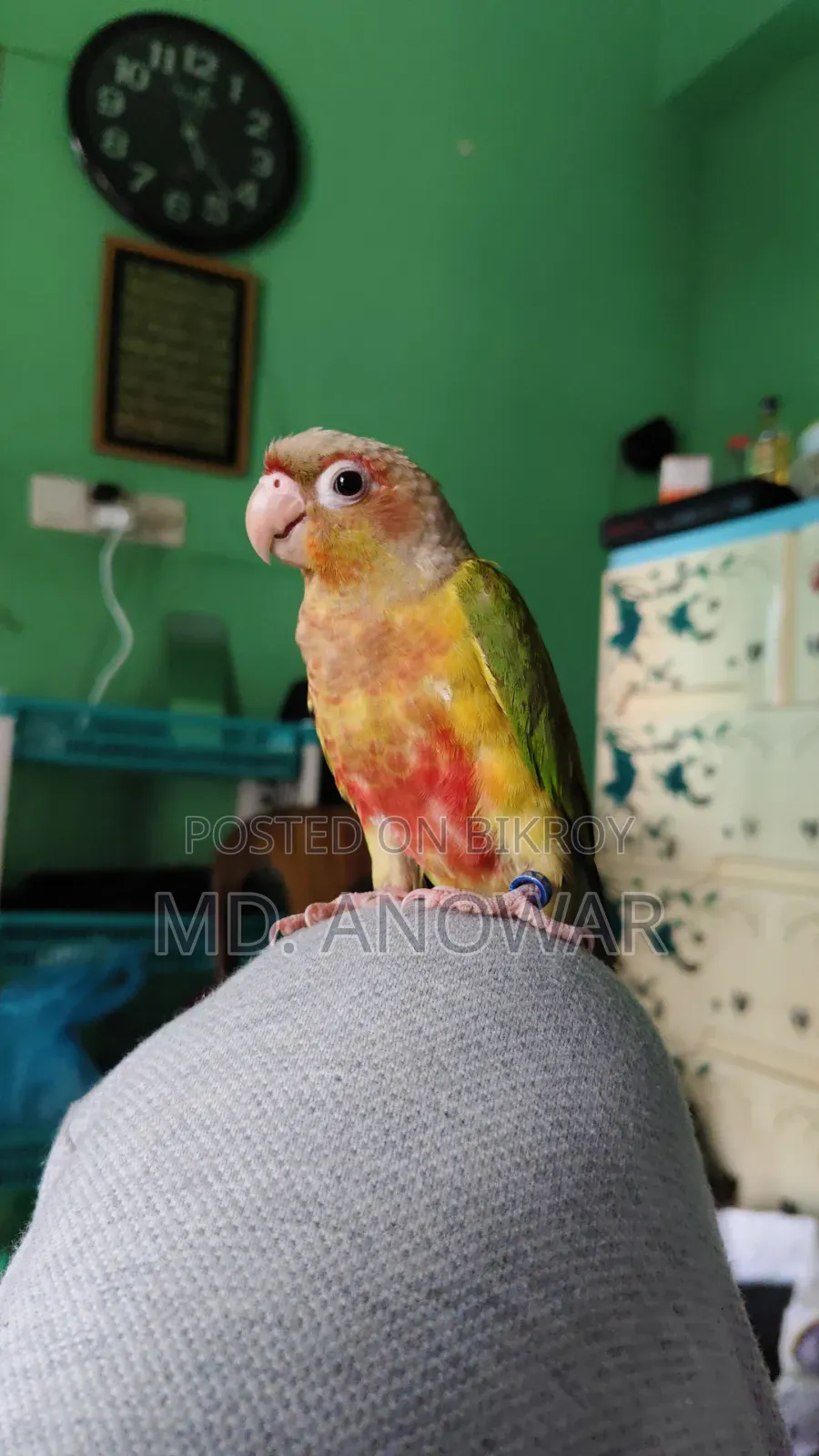 Fine Appal Dabol Paktoe Birds