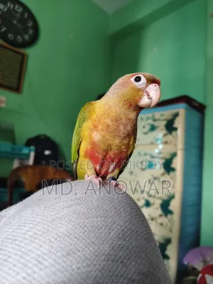 Fine Appal Dabol Paktoe Birds