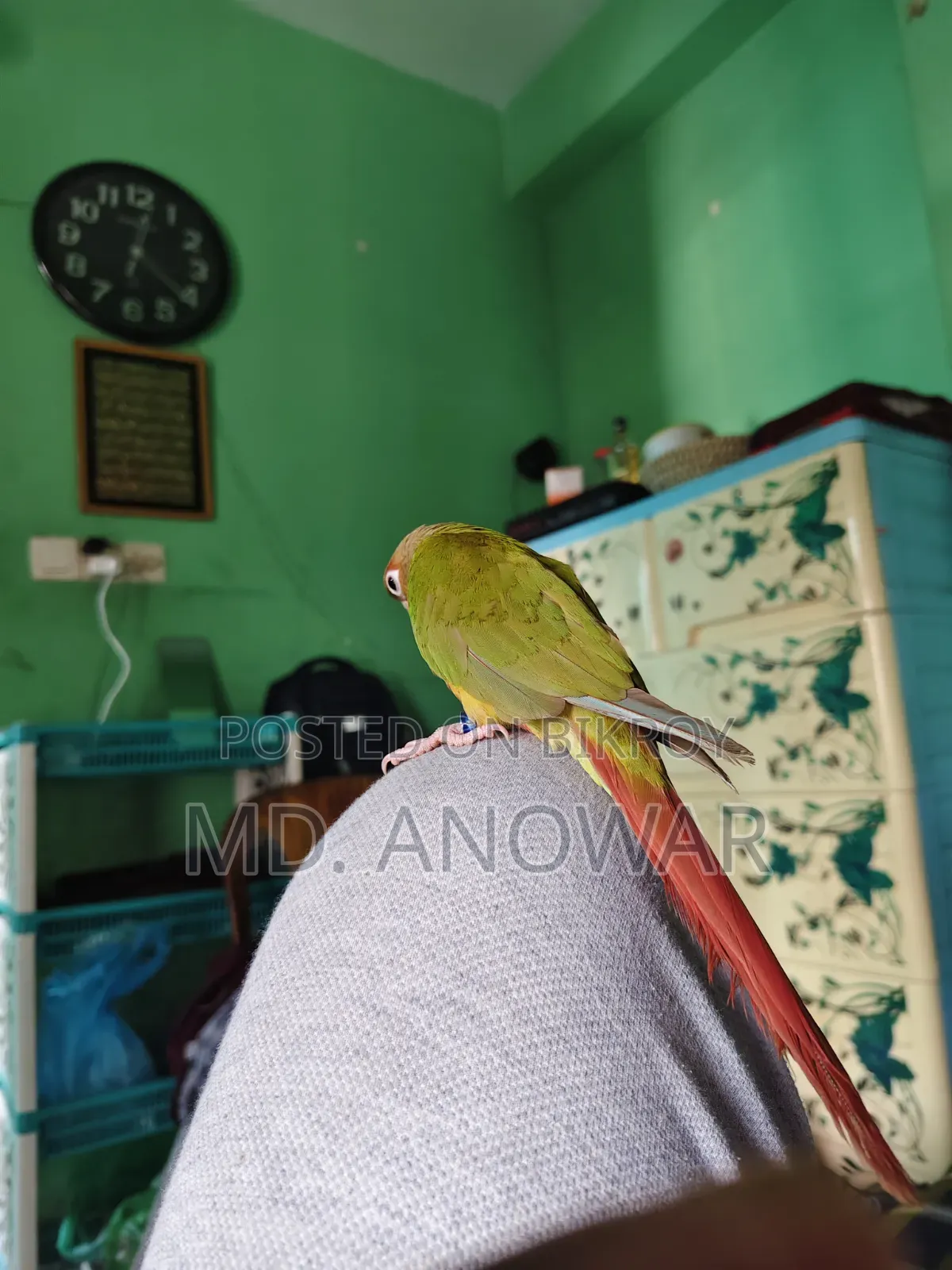 Fine Appal Dabol Paktoe Birds