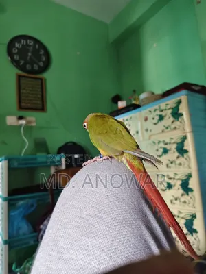 Fine Appal Dabol Paktoe Birds