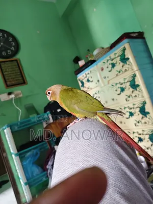 Fine Appal Dabol Paktoe Birds