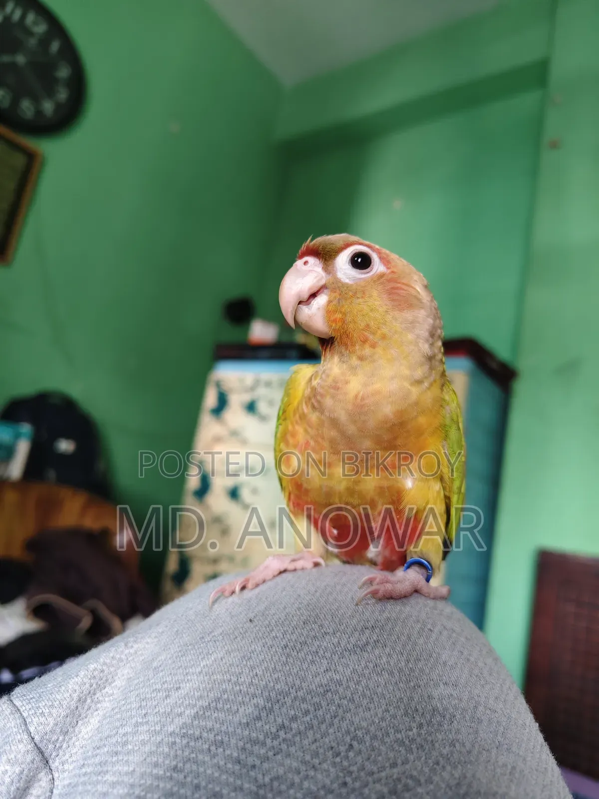 Fine Appal Dabol Paktoe Birds