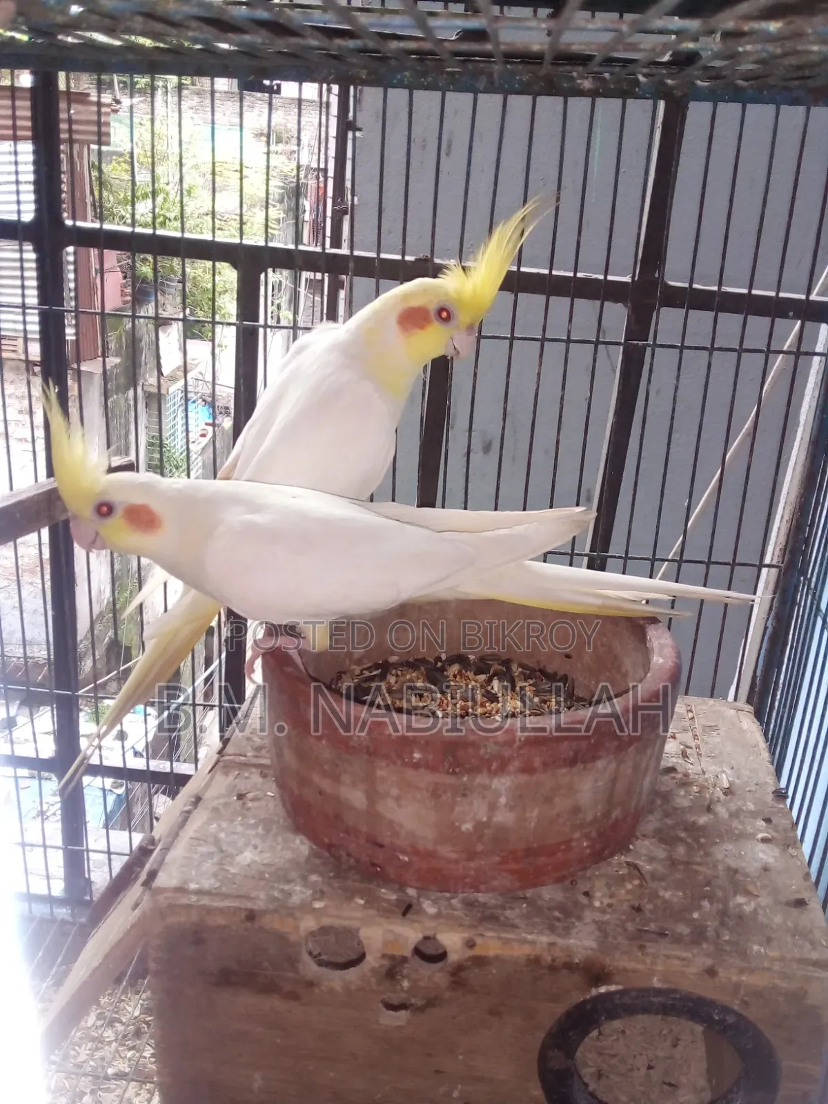 Cockatiel Pair for Sale