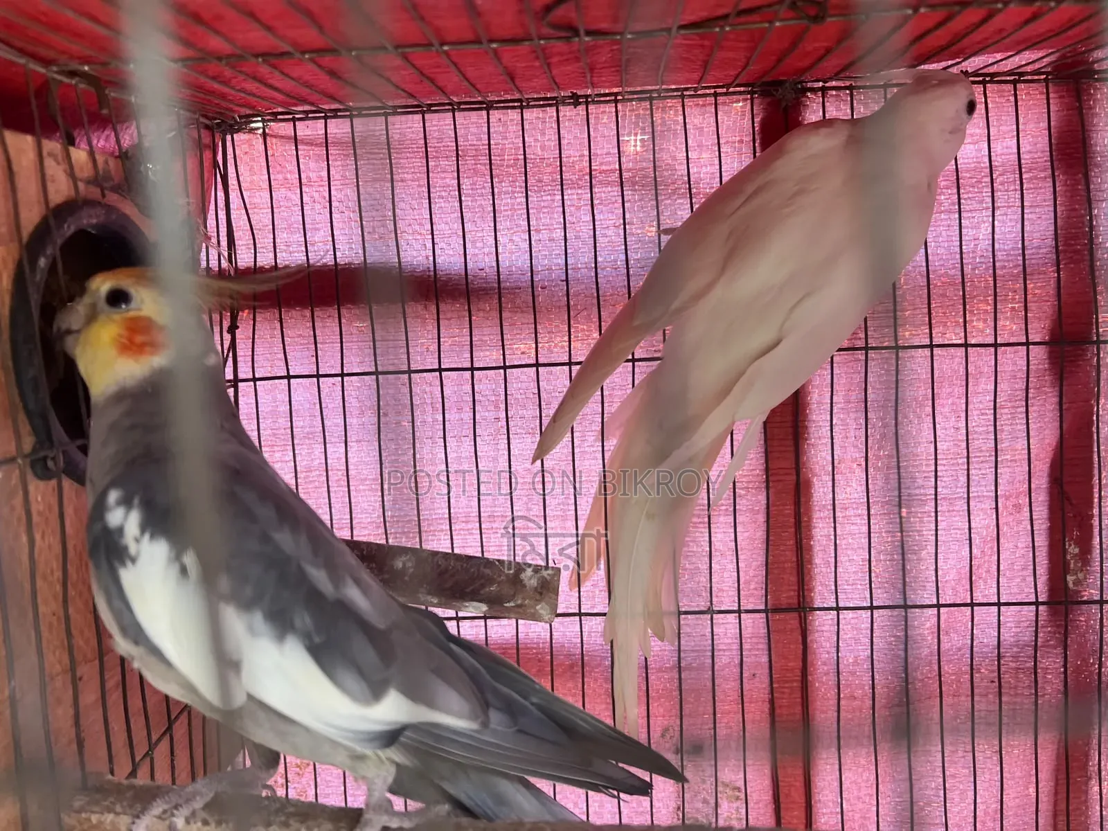 Cockatiel Bird