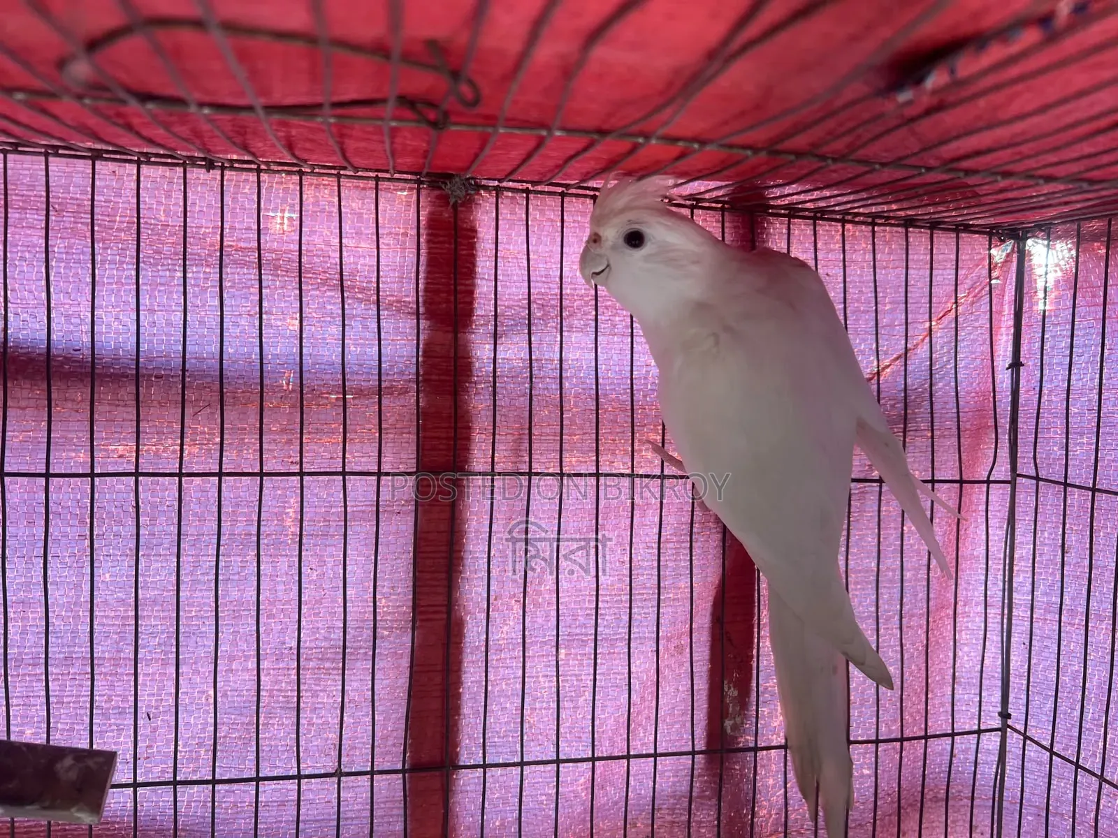 Cockatiel Bird