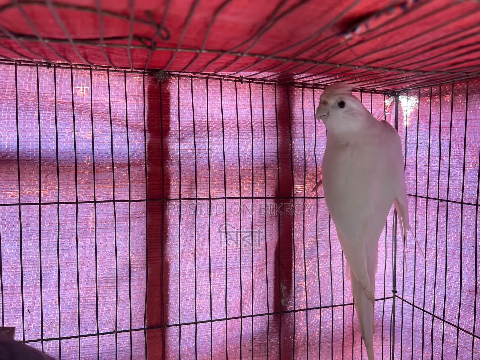 Cockatiel Bird
