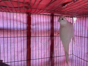 Cockatiel Bird