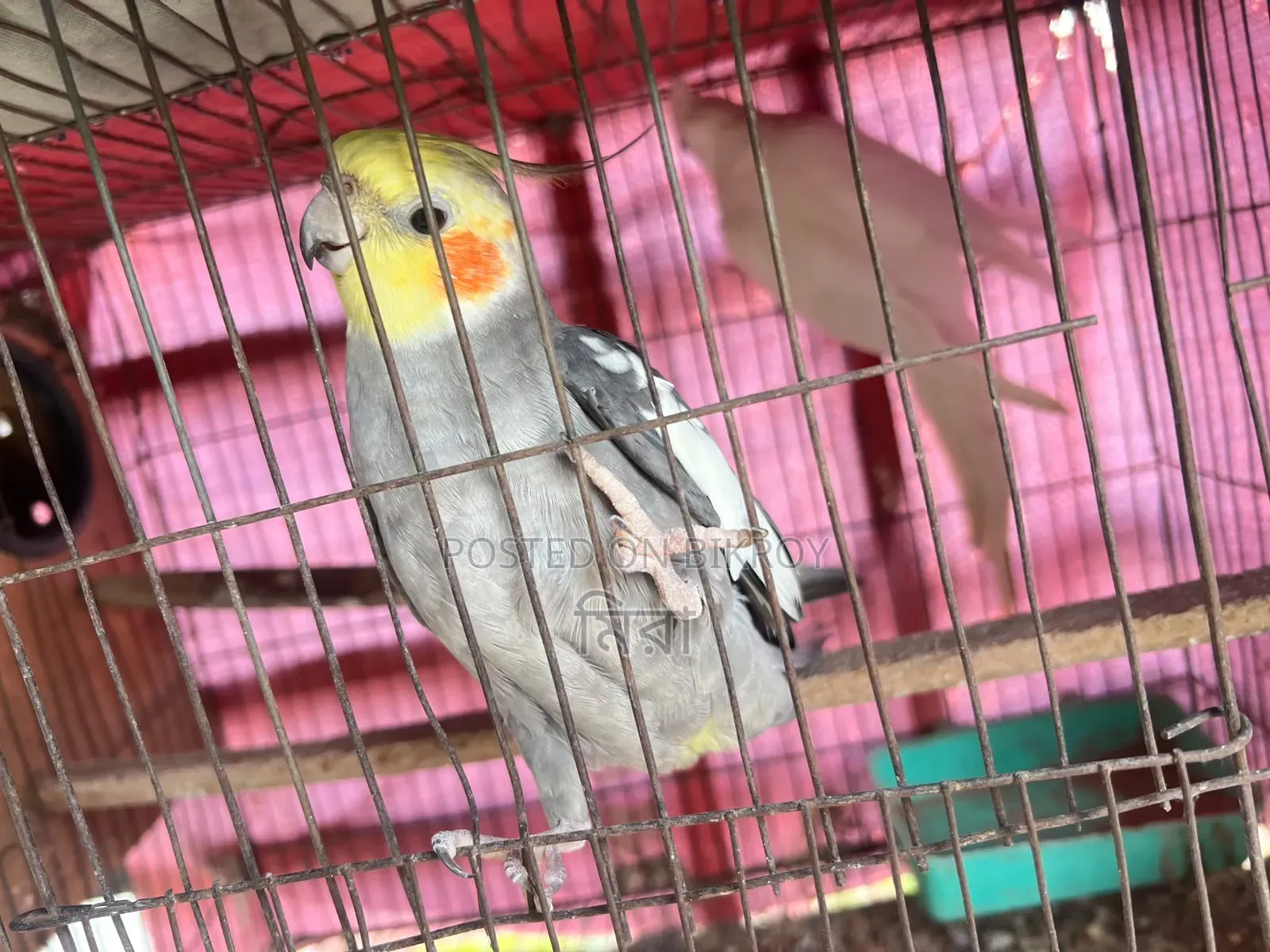 Cockatiel Bird