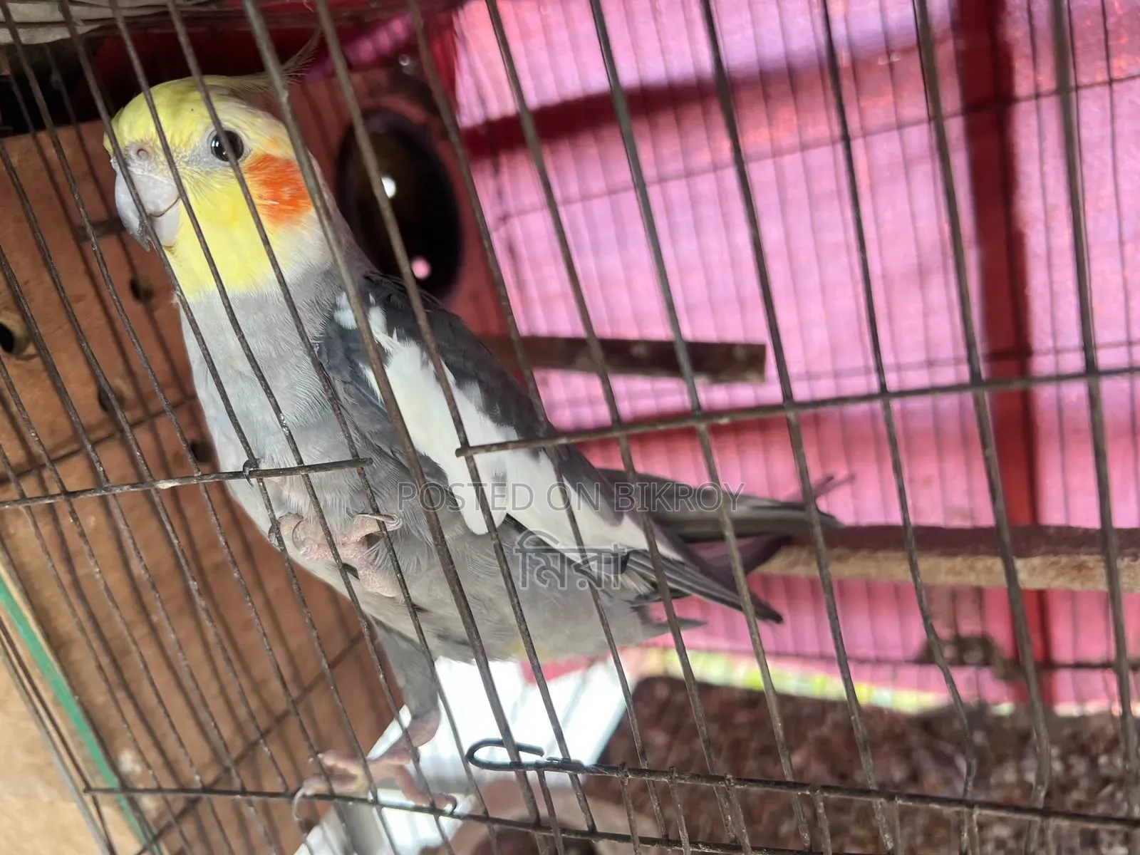 Cockatiel Bird