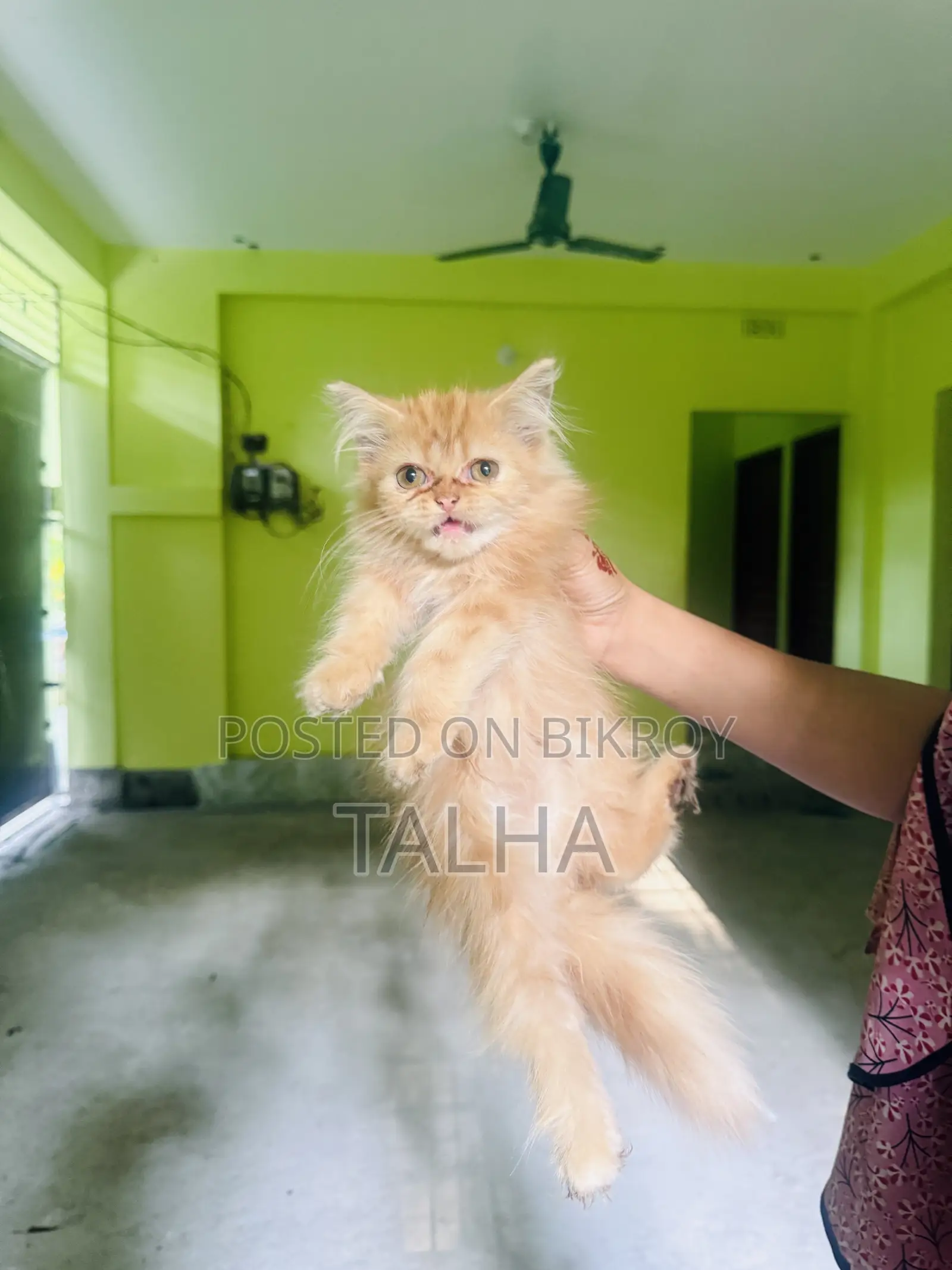 1-3 Months Female Purebred Persian