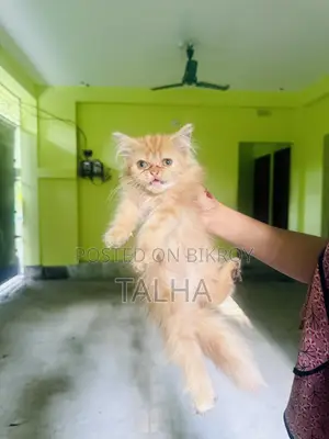 1-3 Months Female Purebred Persian