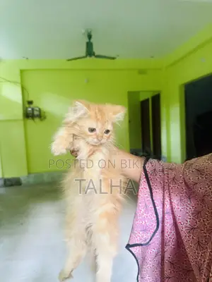 1-3 Months Female Purebred Persian