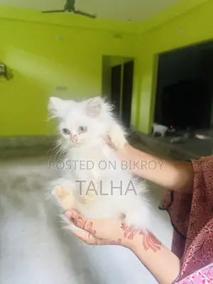 1-3 Months Female Purebred Persian