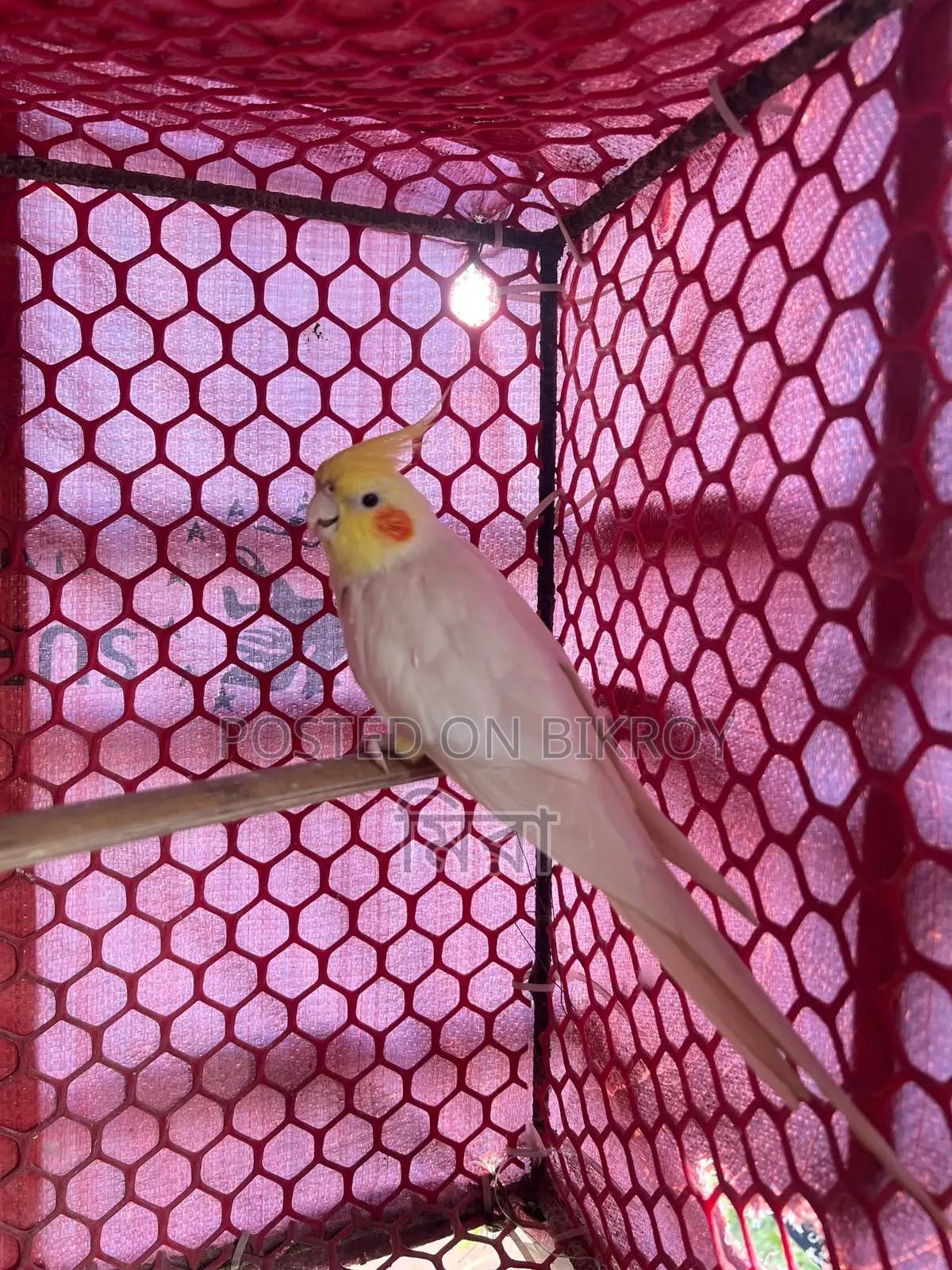 Lutino Cockatiel