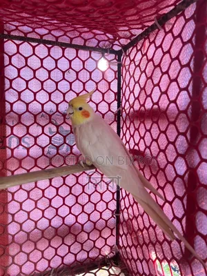 Lutino Cockatiel