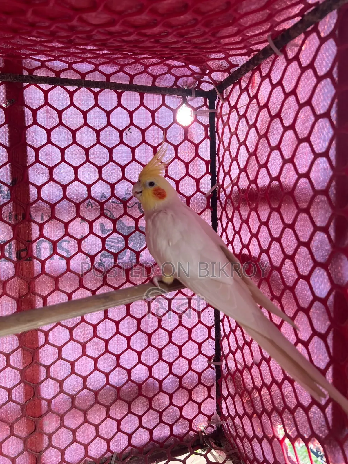 Lutino Cockatiel