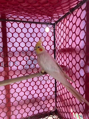 Lutino Cockatiel