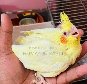Cockatiel Bird Chicks