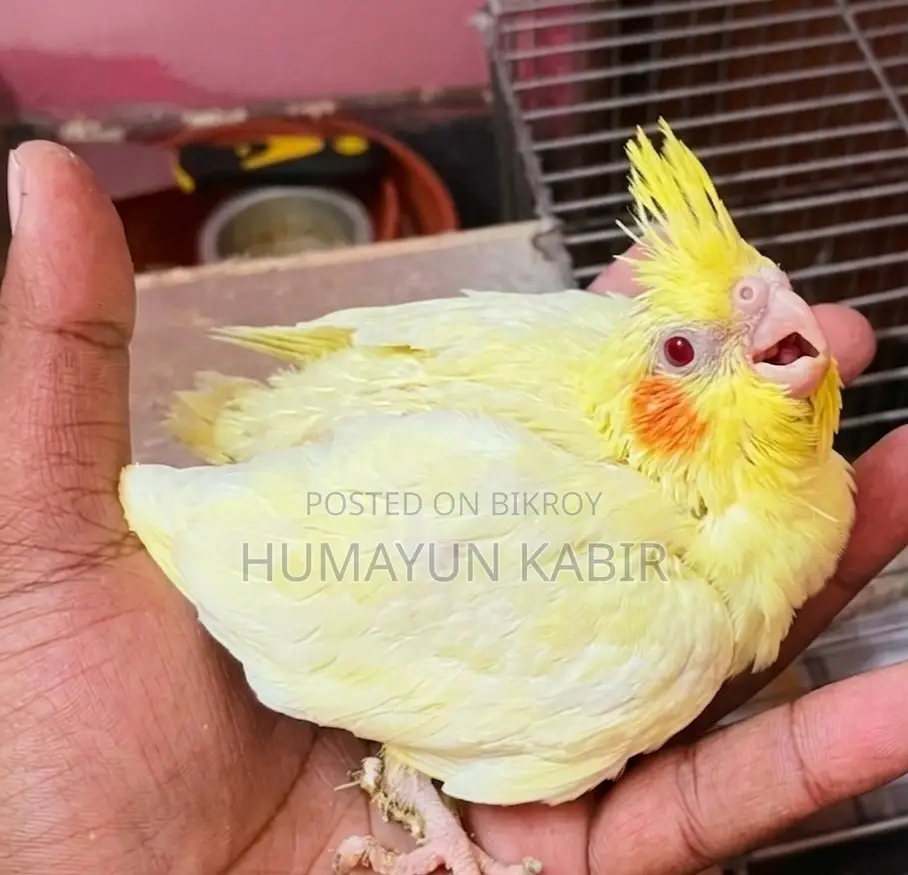 Cockatiel Bird Chicks
