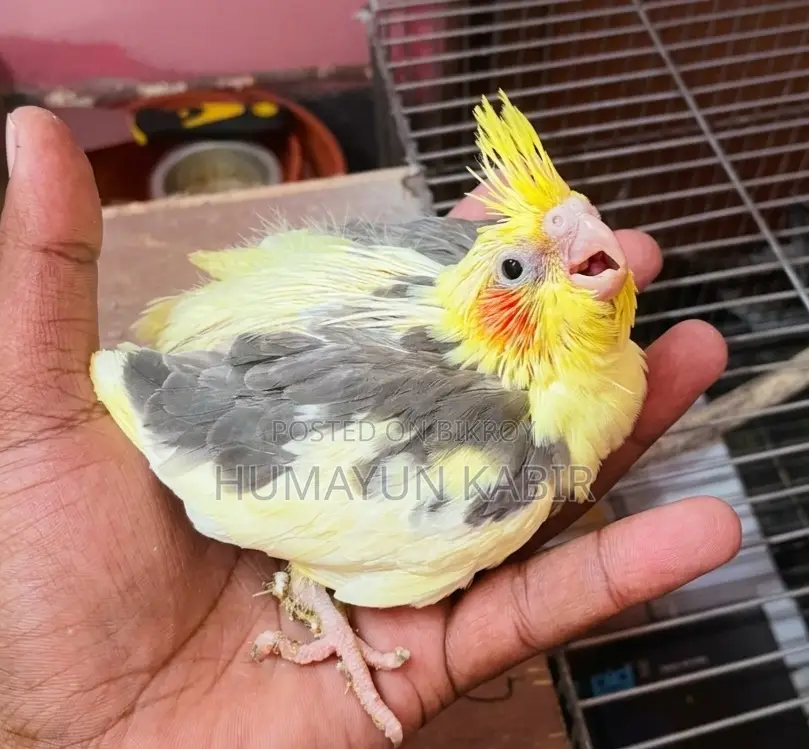 Cockatiel Bird Chicks