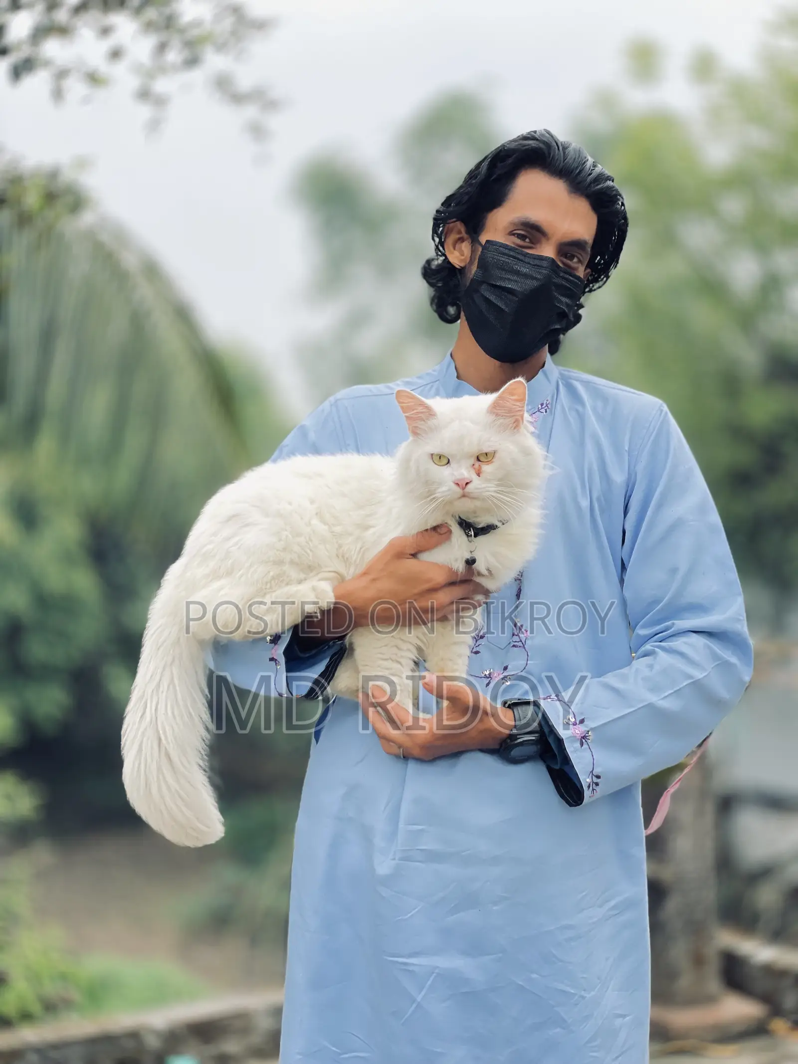 6-12 Months Male Purebred Persian