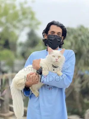 6-12 months Male Purebred Persian