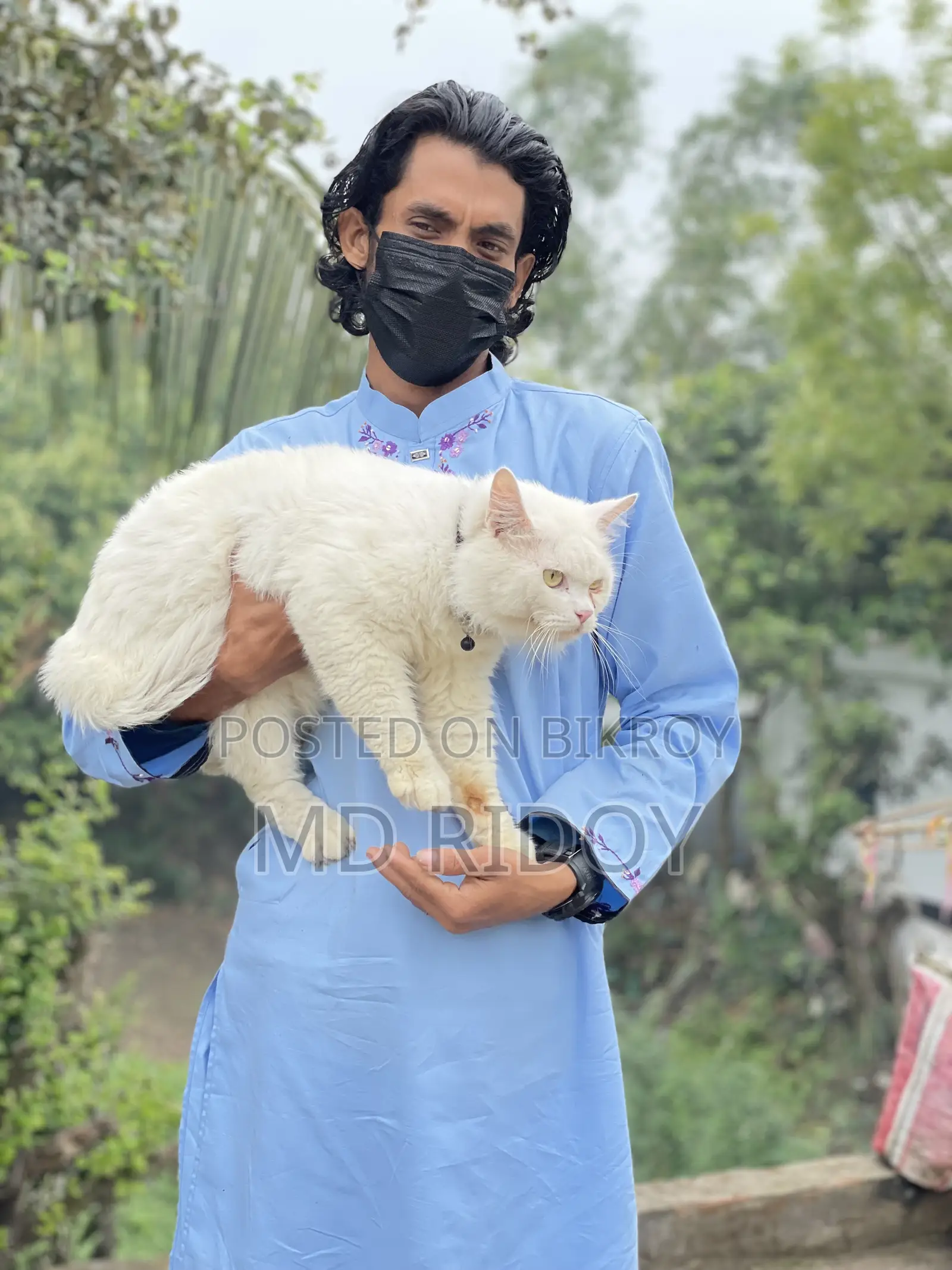 6-12 Months Male Purebred Persian