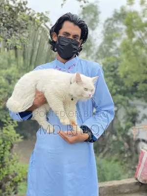6-12 Months Male Purebred Persian