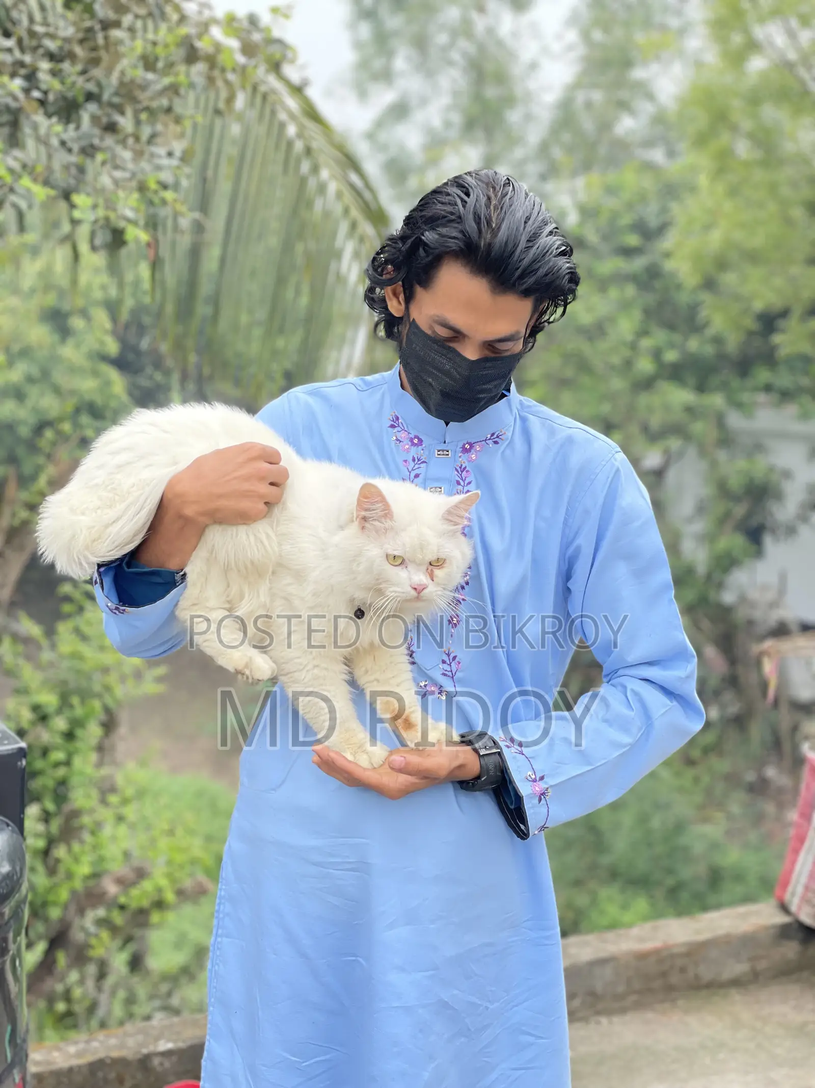 6-12 Months Male Purebred Persian