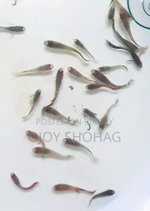 1000 pieces Baby Guppy Fish