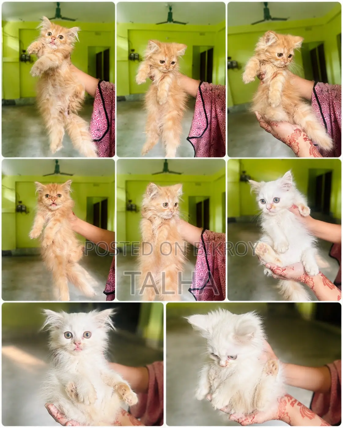 1-3 Months Female Purebred Persian