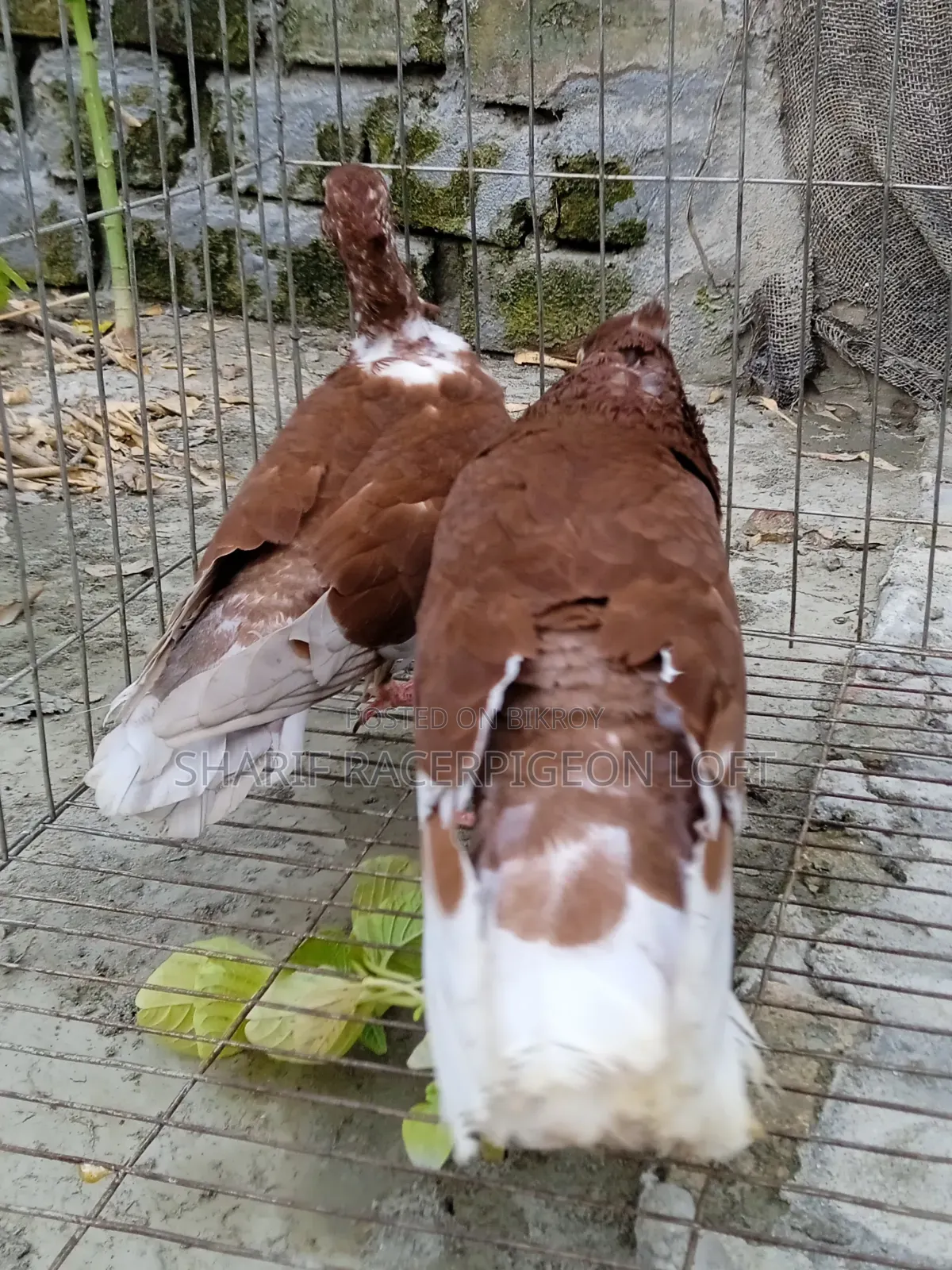 Original Bashiraj Koka Pigeon Pair