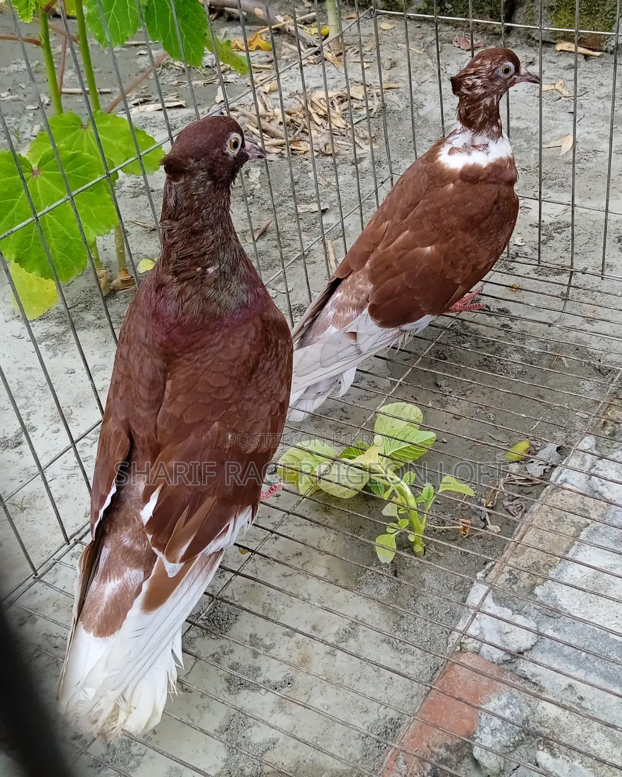 Original Bashiraj Koka Pigeon Pair