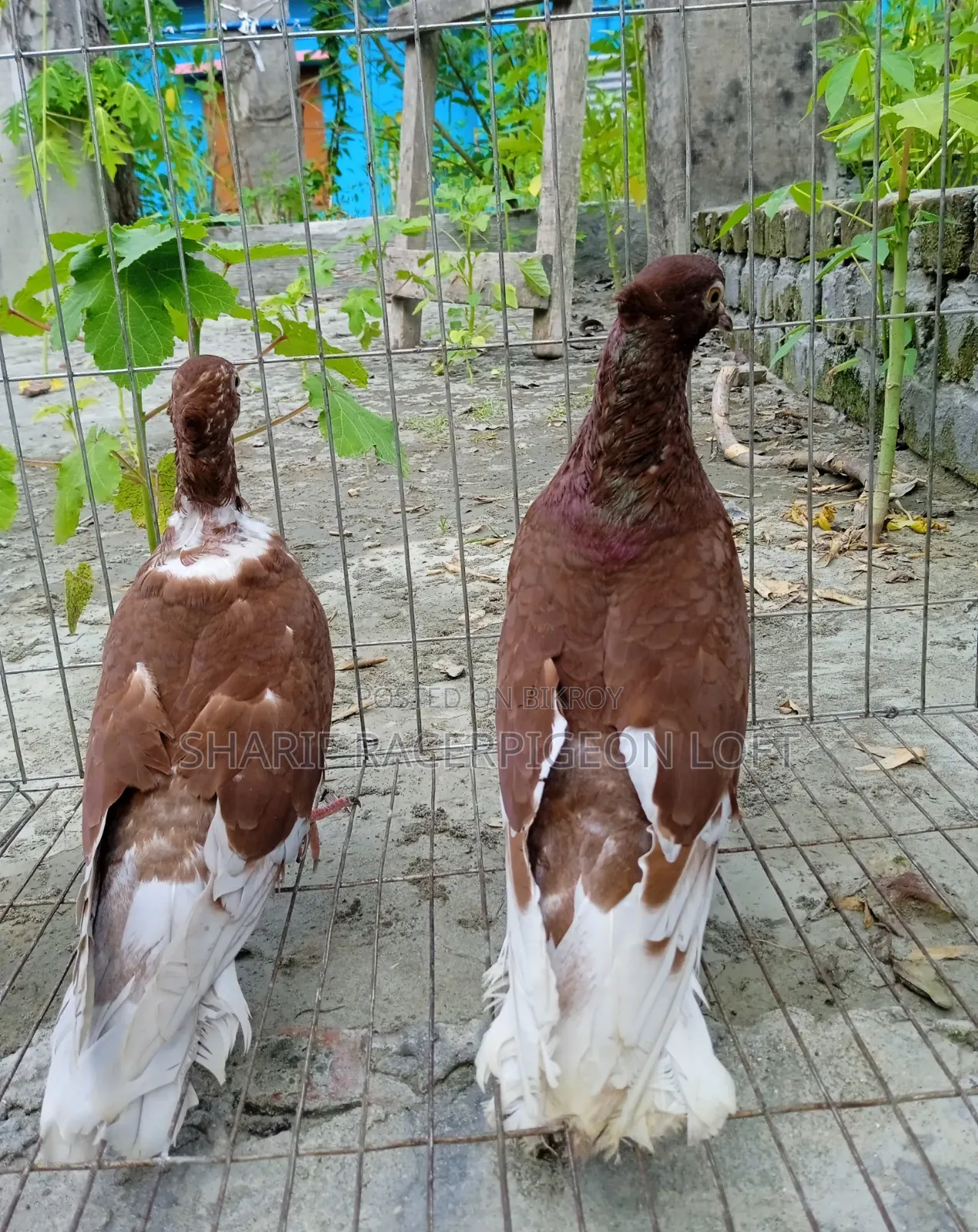 Original Bashiraj Koka Pigeon Pair