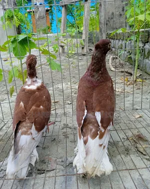 Original Bashiraj Koka Pigeon Pair