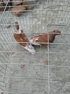 Original Bashiraj Koka Pigeon Pair