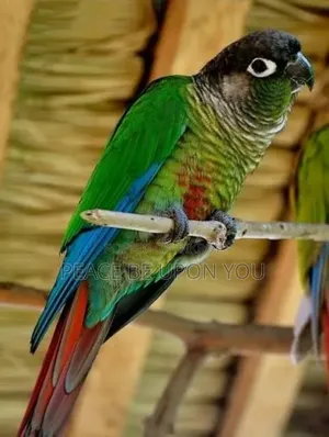 Green Cheek Conure Male