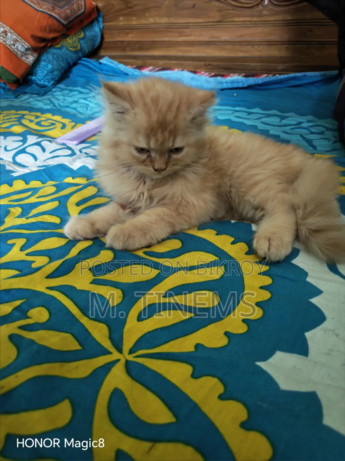 1-3 months Male Purebred Cat