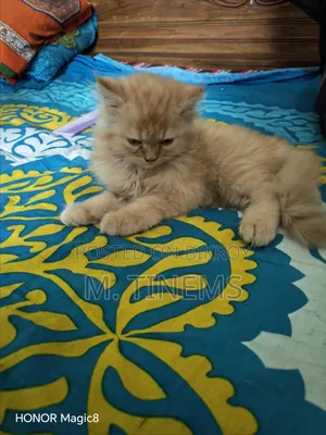 1-3 months Male Purebred Cat