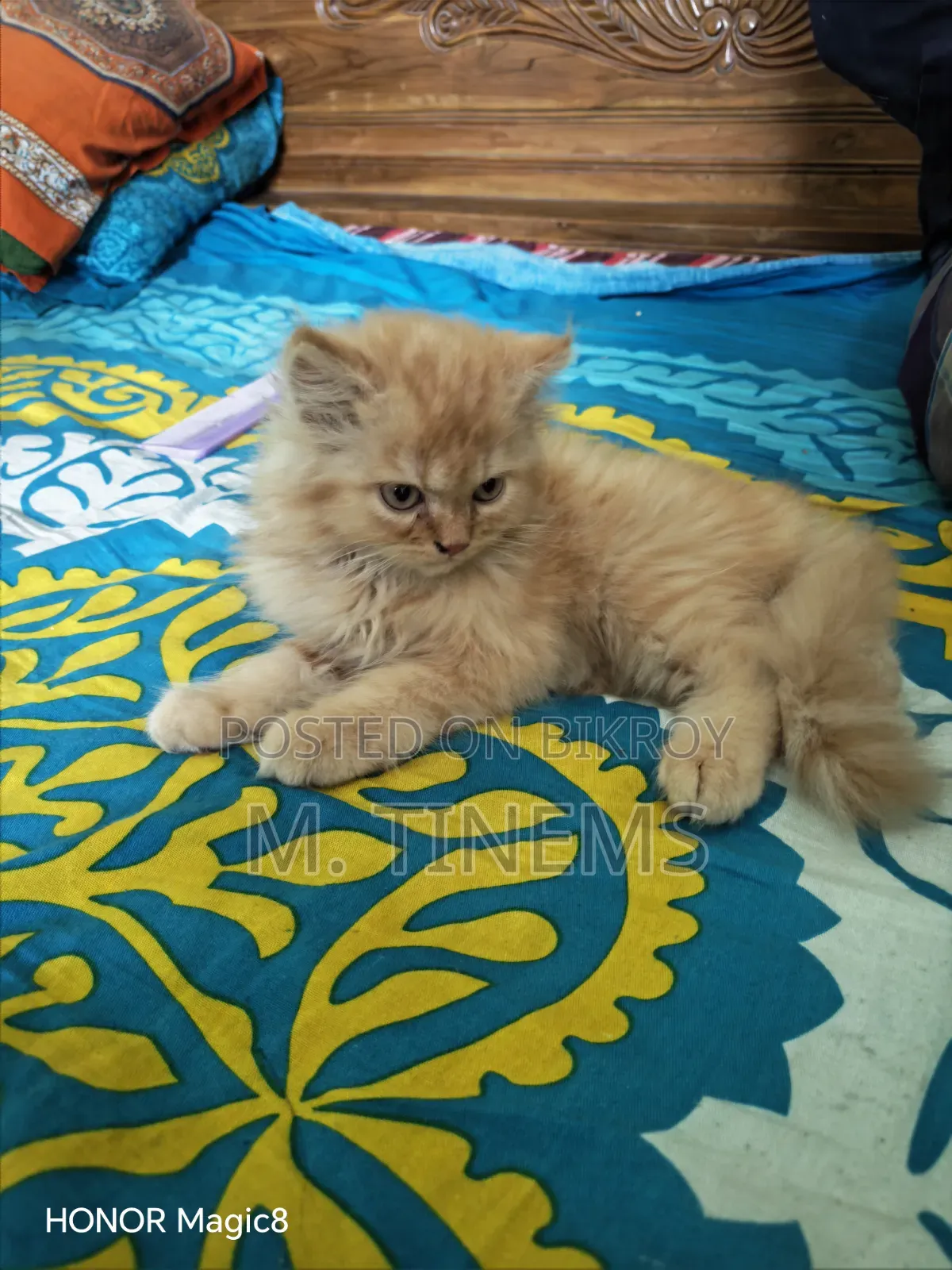 1-3 months Male Purebred Cat