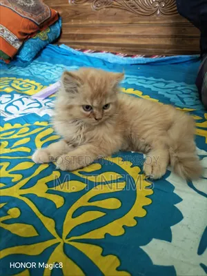1-3 months Male Purebred Cat