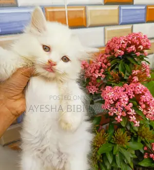 ১-৩ মাস বয়সী নারী খাঁটি পার্সিয়ান