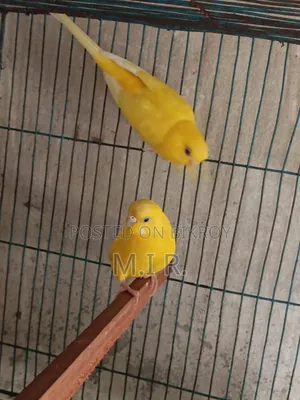 Lutino Running Bird