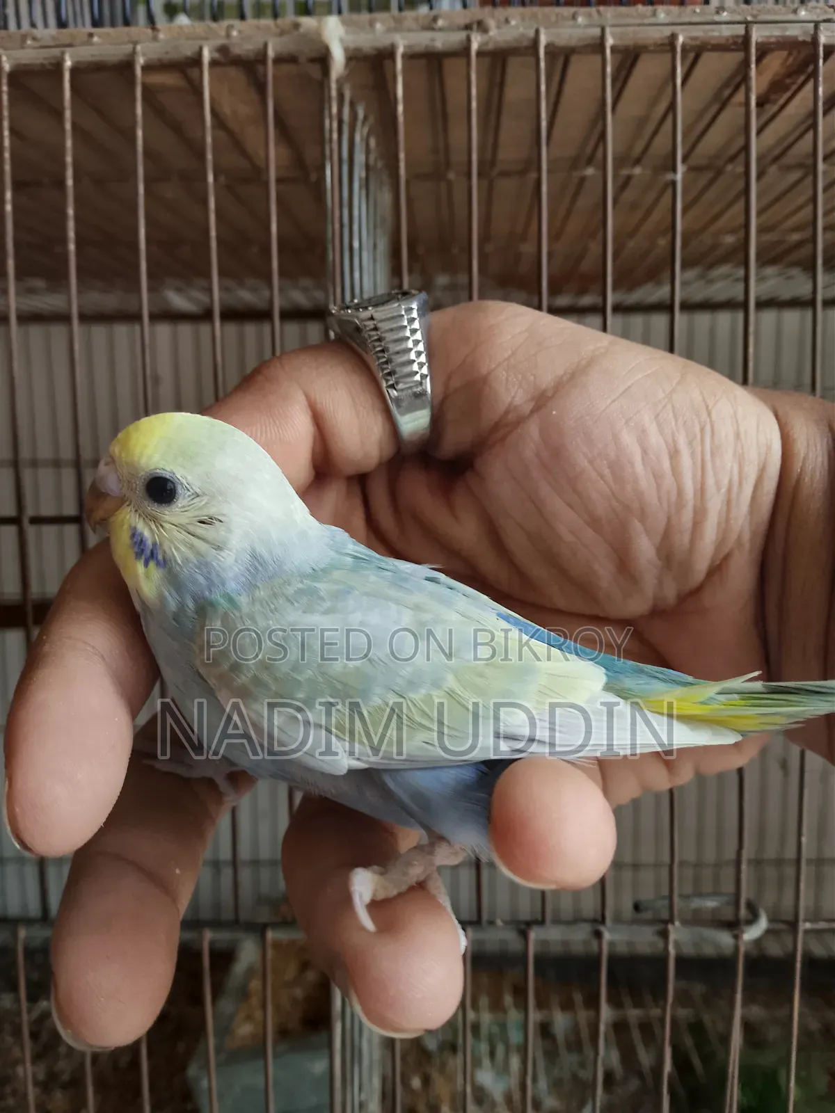 Budjie Babies